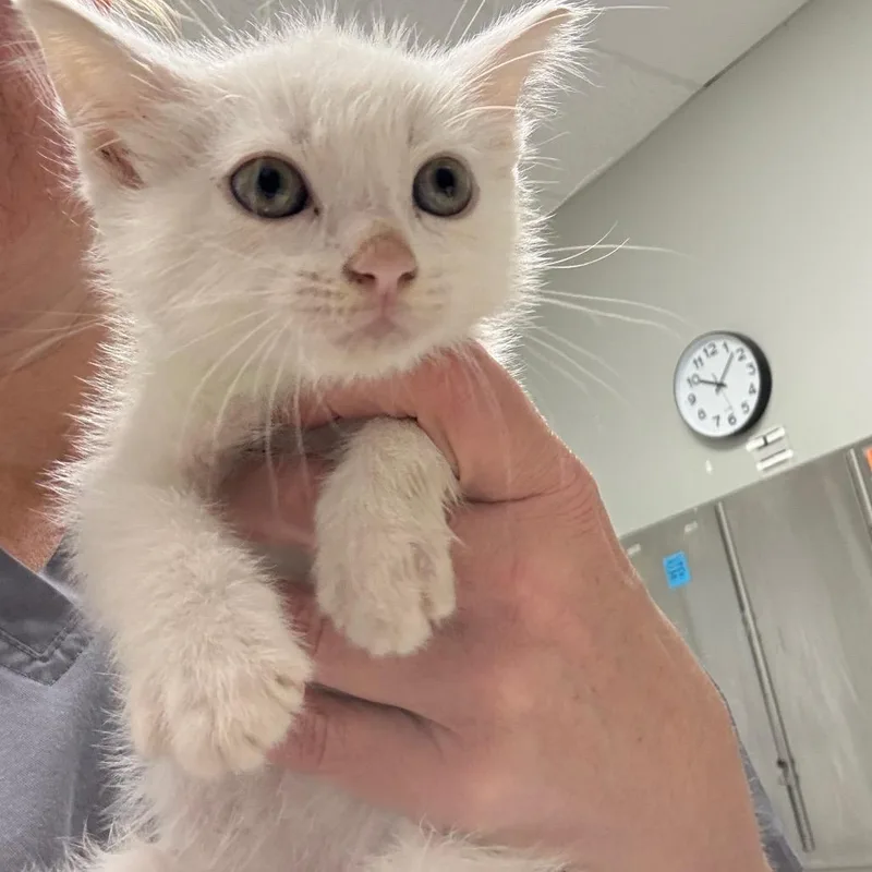 A baby small-sized male White Domestic Short Hair cat named Cav for adoption in Normal, IL