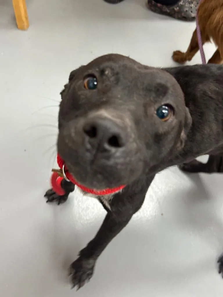 A young medium-sized female Shepherd dog named Sally for adoption in Hartsville, SC