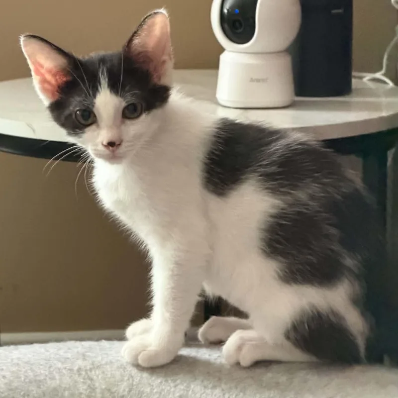 A baby medium-sized female Black & White / Tuxedo Domestic Short Hair cat named Neko for adoption in Fairborn, OH