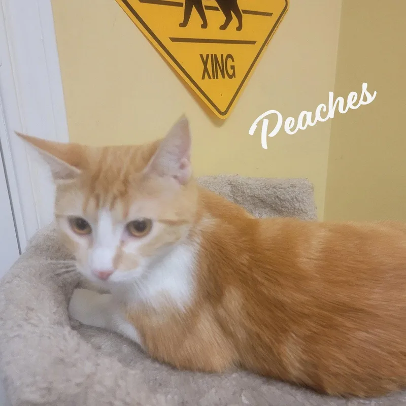 An adult medium-sized female Tabby cat named Peaches Lovesattention for adoption in Houston, TX