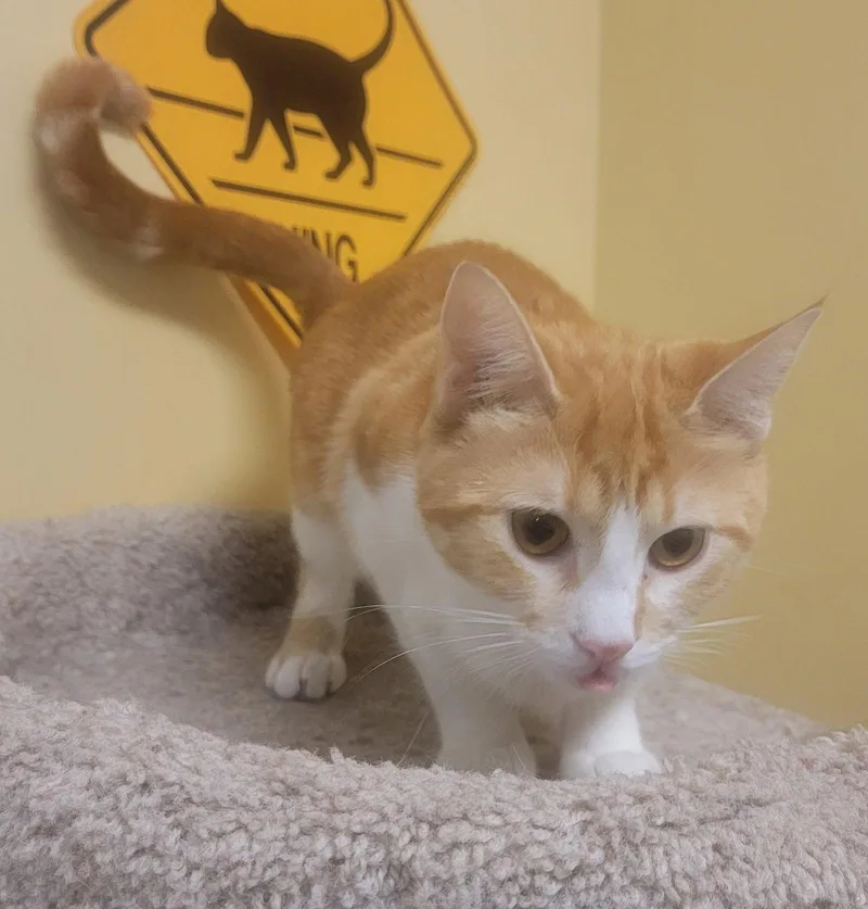 Peaches Lovesattention thumbnail 2