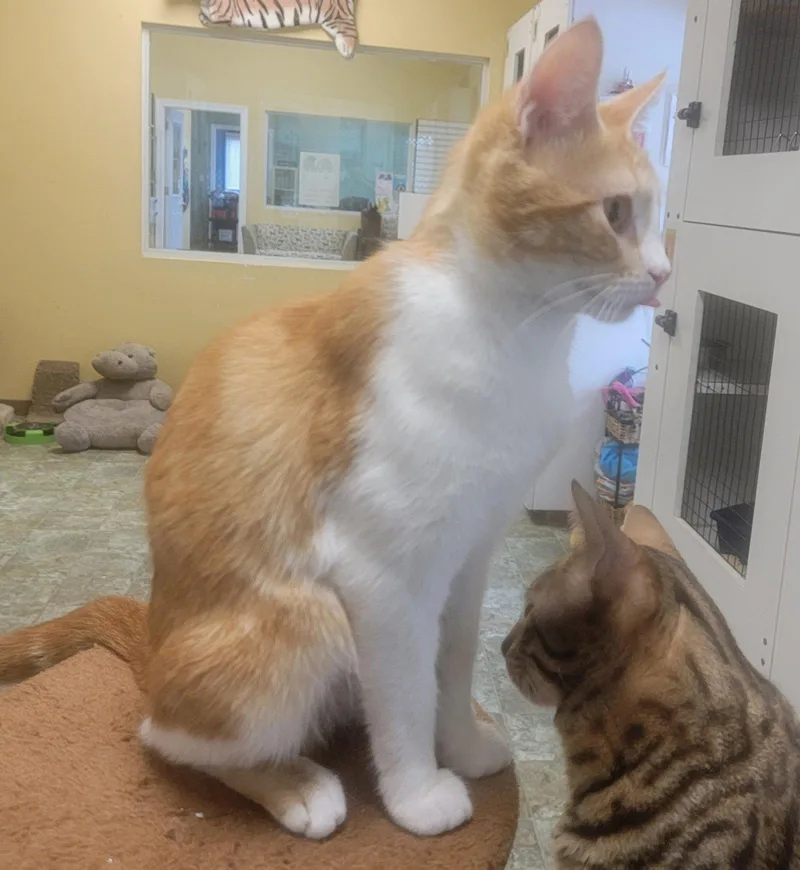 Peaches Lovesattention thumbnail 3