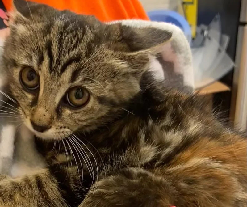 An adult small-sized female Domestic Medium Hair cat named Penny for adoption in Elizabethton, TN
