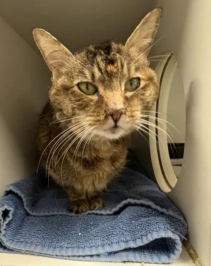 An adult medium-sized female Domestic Short Hair cat named Babs for adoption in West Chester, PA