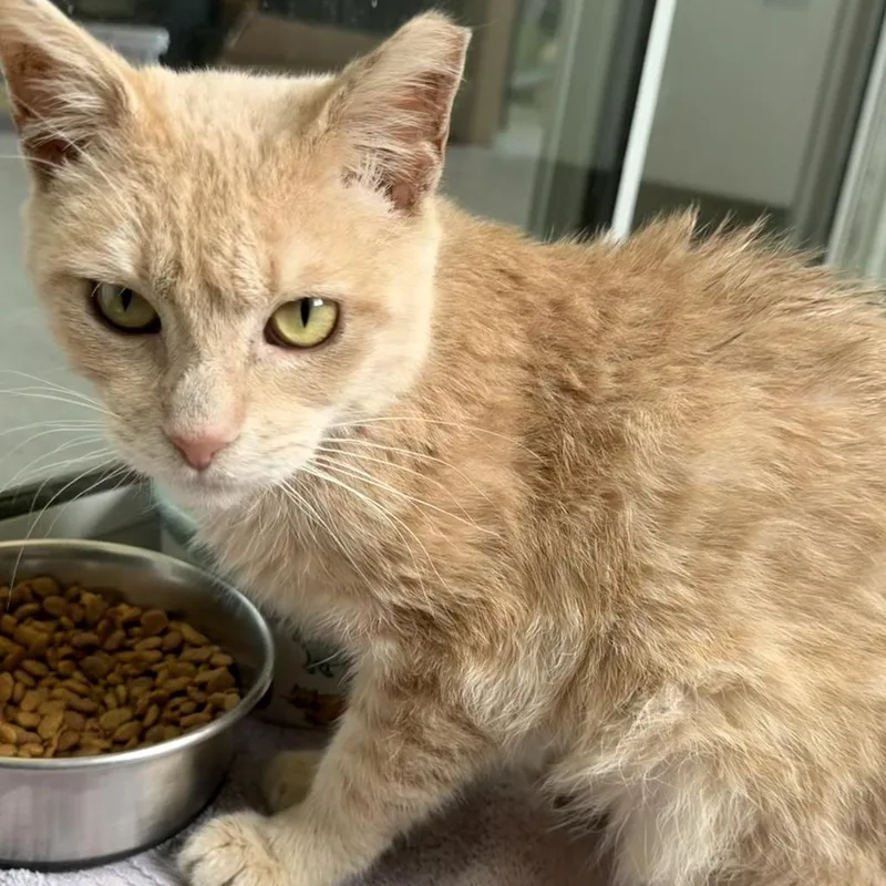 An adult medium-sized male Orange / Red Domestic Short Hair cat named Gare Bear for adoption in Austin, TX