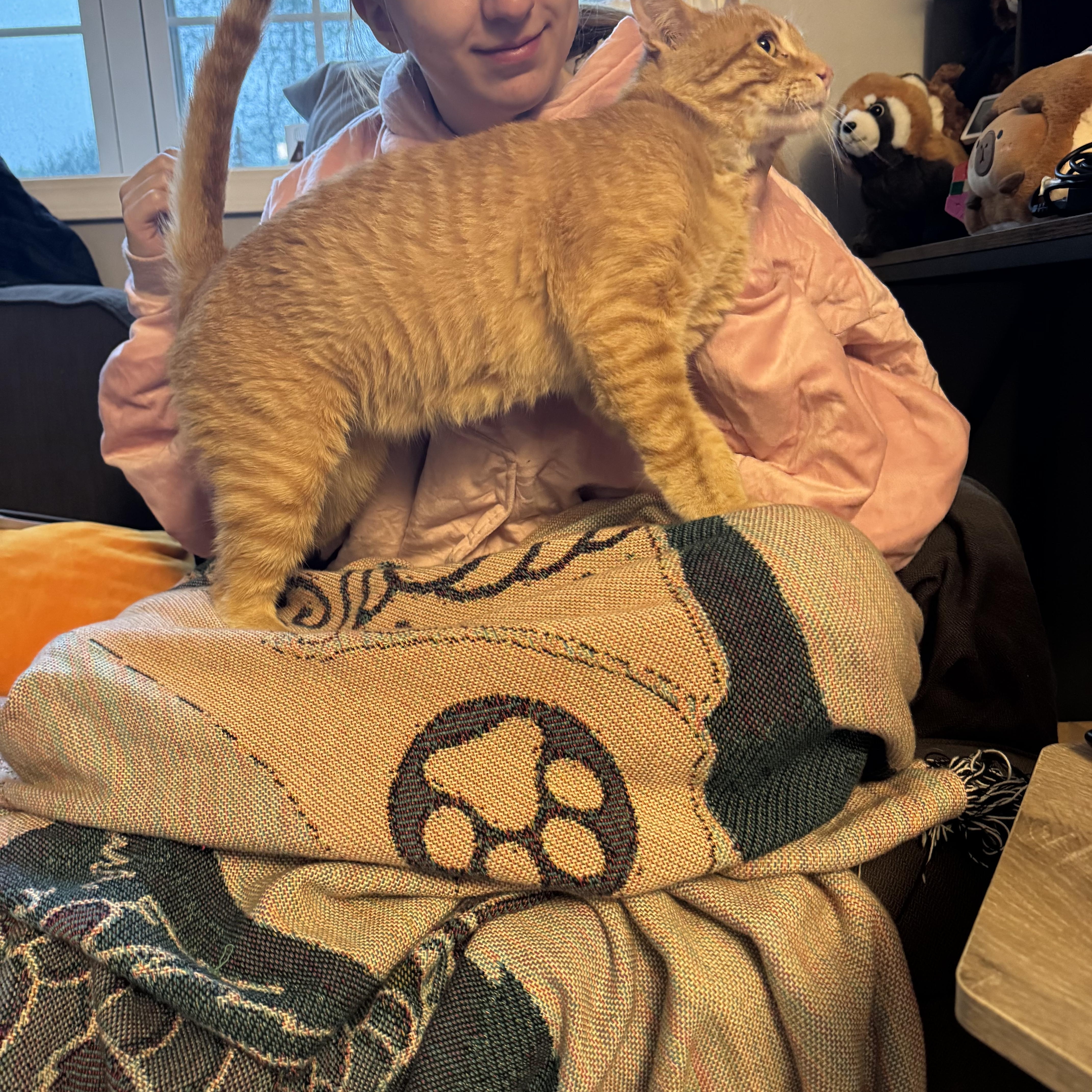 An adult medium-sized male Orange / Red Domestic Short Hair cat named Honey for adoption in Rochester, NY