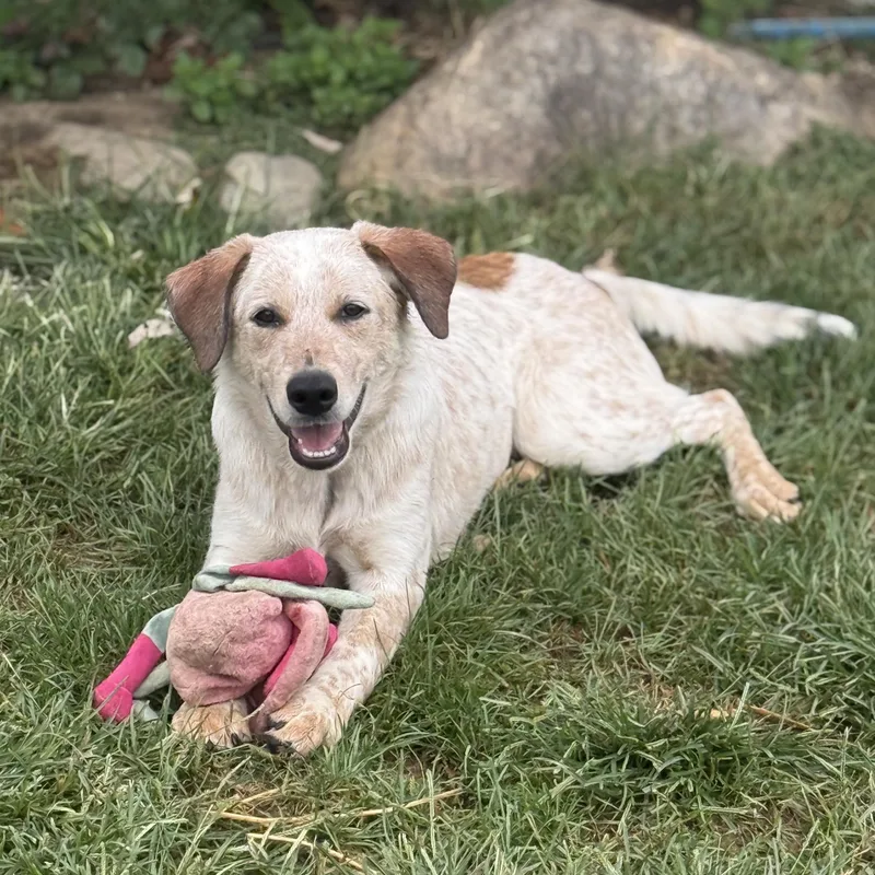 A baby large-sized male Australian Cattle Dog / Blue Heeler dog named Biscuit for adoption in Amarillo, TX