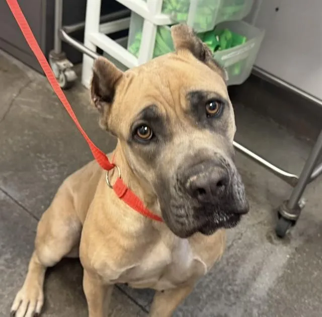 An adult large-sized female Cane Corso dog named Goulash for adoption in Tucson, AZ