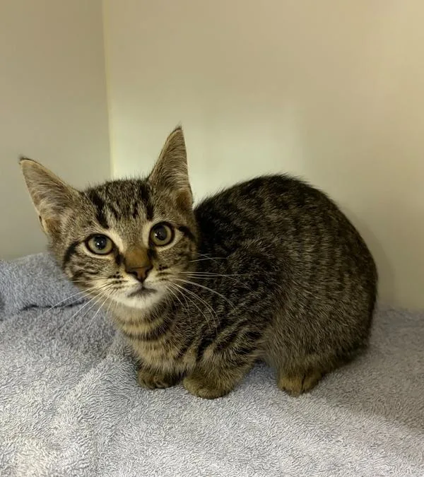 A baby small-sized male Domestic Short Hair cat named Jimmy for adoption in Rochester, IN