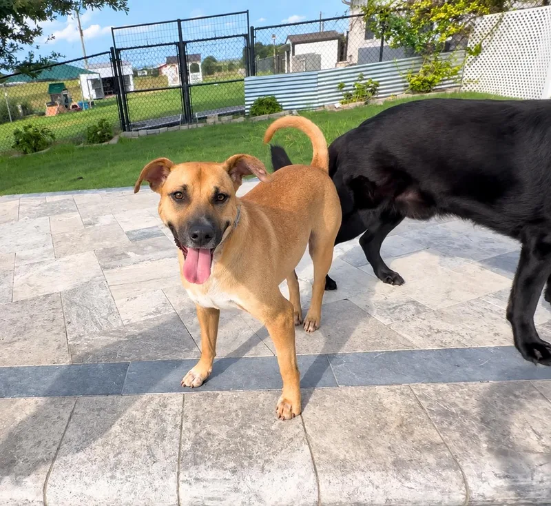 An adult large-sized male Rhodesian Ridgeback dog named Luke for adoption in Brenham, TX