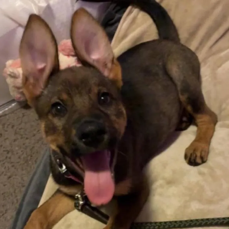 A baby small-sized female Sable Shepherd dog named Piper for adoption in Aberdeen, NC