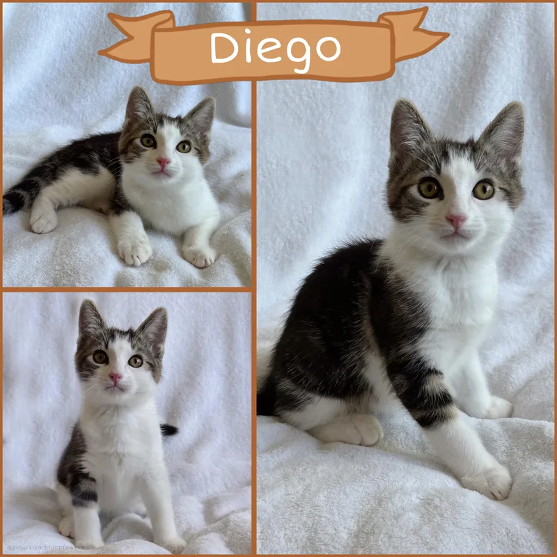 A baby medium-sized male Tabby (Gray / Blue / Silver) Tabby cat named Diego for adoption in Oakley, CA