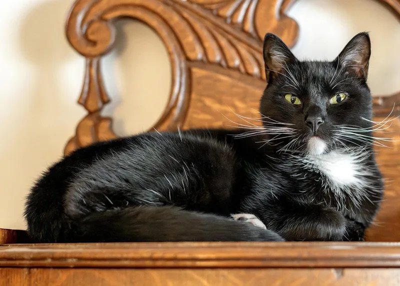 An adult medium-sized male Black & White / Tuxedo Domestic Short Hair cat named Lil Dunkin for adoption in Buford, GA