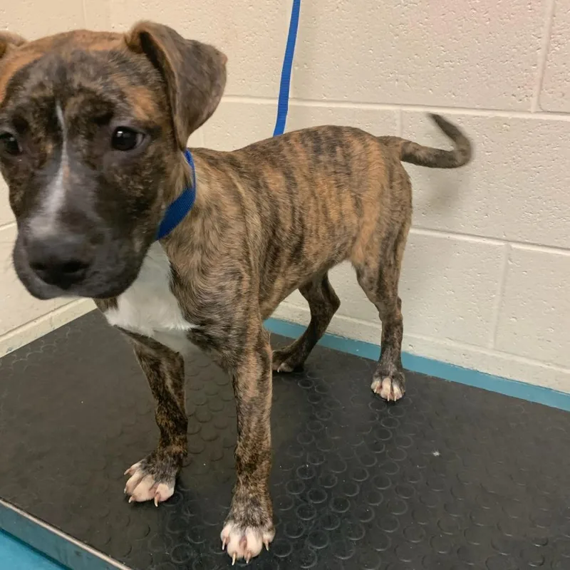 A young small-sized male Brindle Mixed Breed dog named Topaz for adoption in Memphis, TN