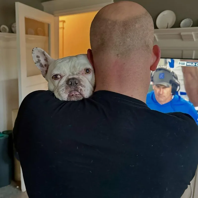 An adult small-sized male White / Cream French Bulldog dog named Biggie for adoption in San Mateo, CA