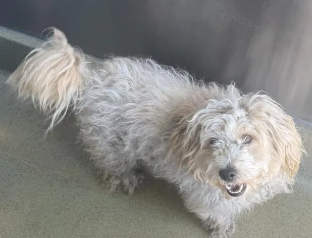 A young small-sized male Poodle dog named Jaquis for adoption in San Martin, CA