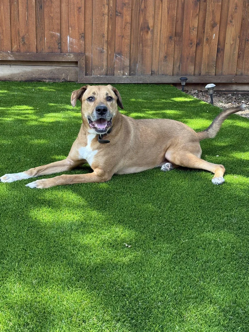An adult large-sized male Boxer dog named Logan for adoption in McKinney, TX