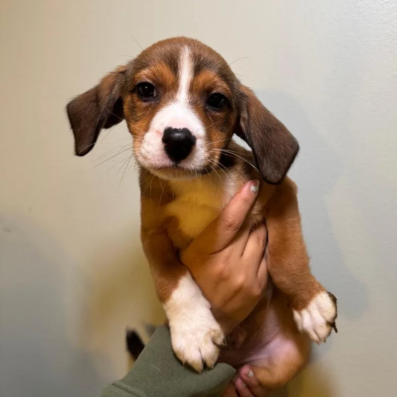 A baby small-sized male Brown / Chocolate Mixed Breed dog named Ross for adoption in Saint Charles, MO