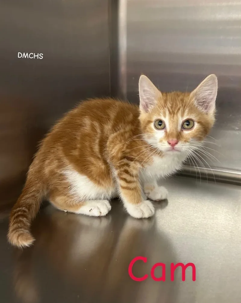 A baby small-sized male Domestic Short Hair cat named Cam for adoption in Burlington, IA