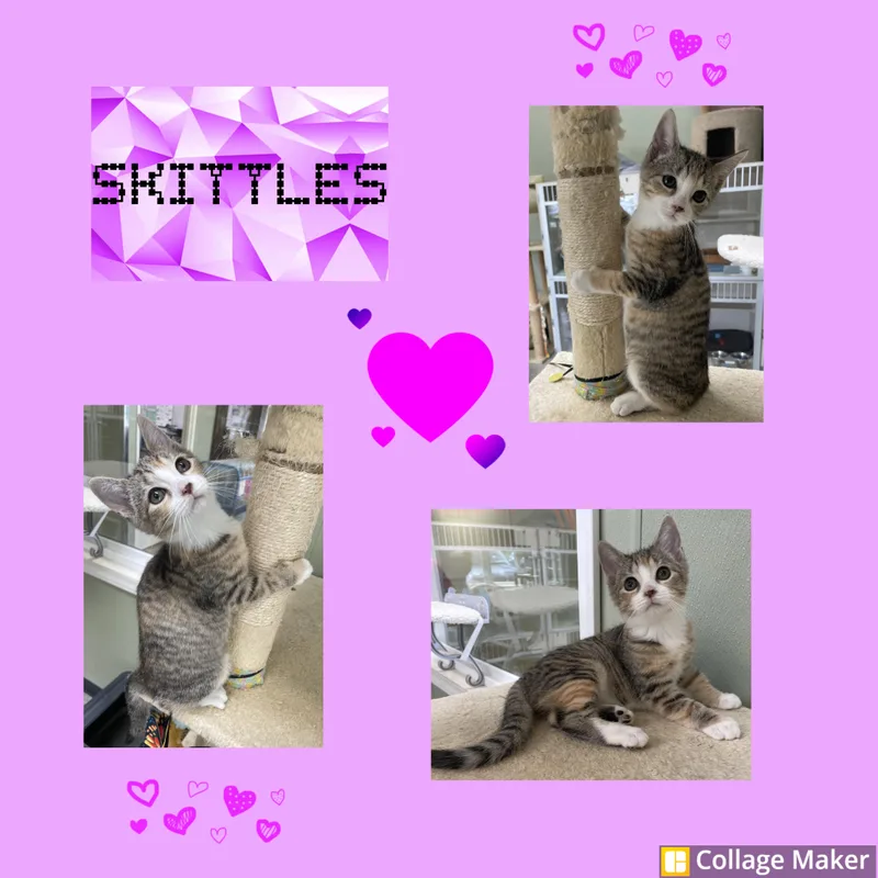 A young medium-sized female Domestic Short Hair cat named Skittles for adoption in Clearfield, PA