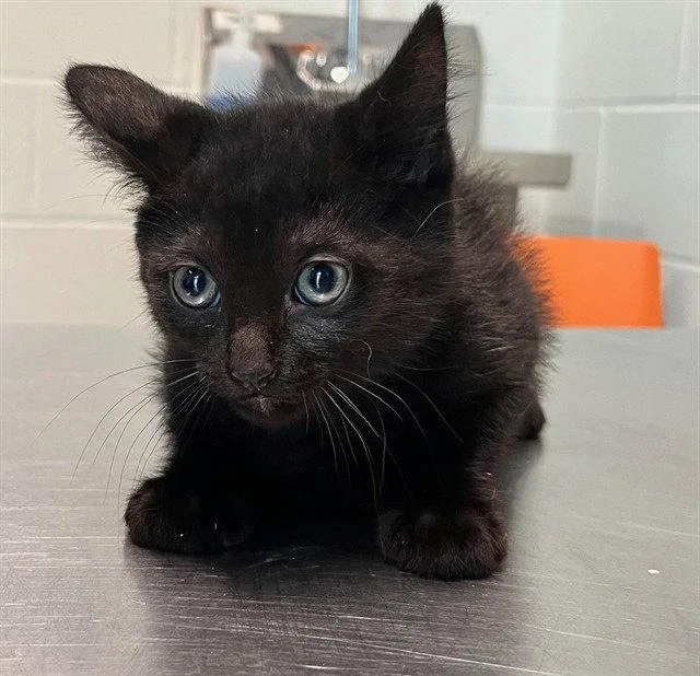 A baby small-sized male Black Domestic Short Hair cat named Carpool Lane for adoption in Tavares, FL