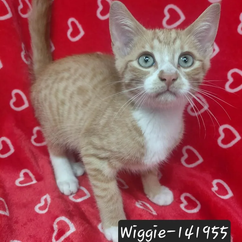 A baby small-sized male Domestic Short Hair cat named Wiggie for adoption in New Tazewell, TN