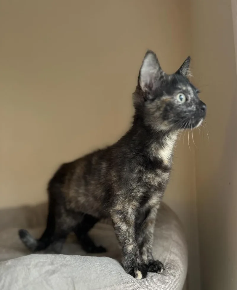 A baby small-sized female Black & White / Tuxedo Domestic Short Hair cat named Skye for adoption in Chicago, IL