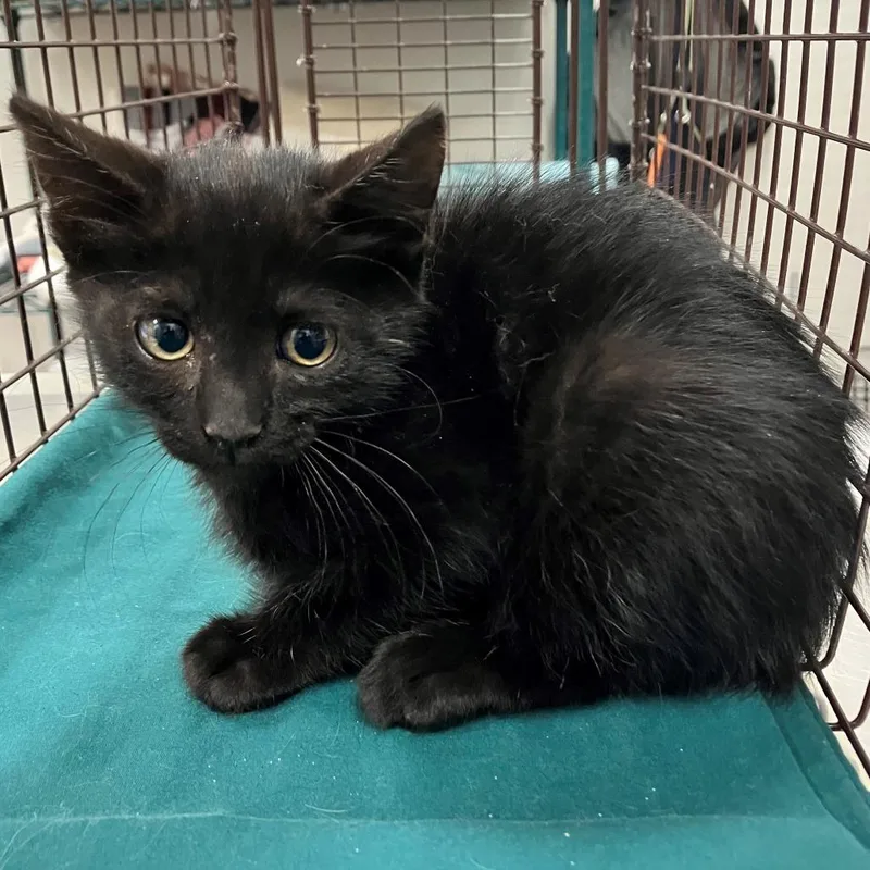 A baby small-sized female Black Domestic Short Hair cat named Merida for adoption in Las Cruces, NM