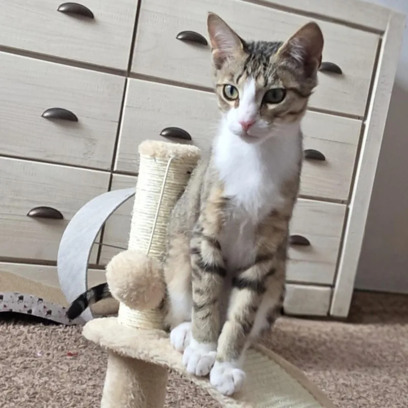 A young medium-sized male Tabby (Brown / Chocolate) Domestic Short Hair cat named Spice for adoption in Buffalo, NY