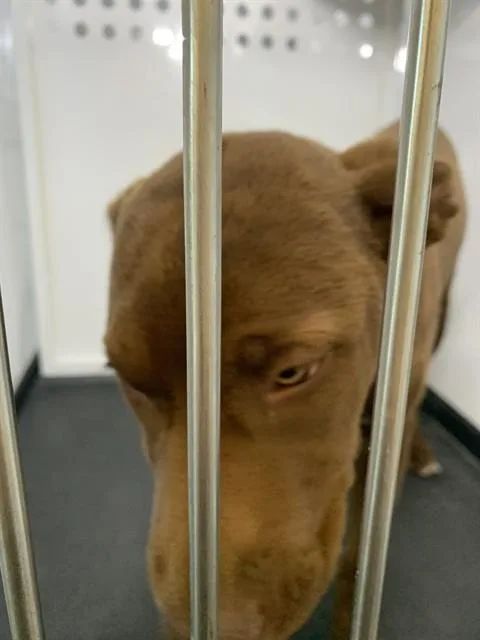 A young medium-sized male Labrador Retriever dog named A for adoption in San Jose, CA