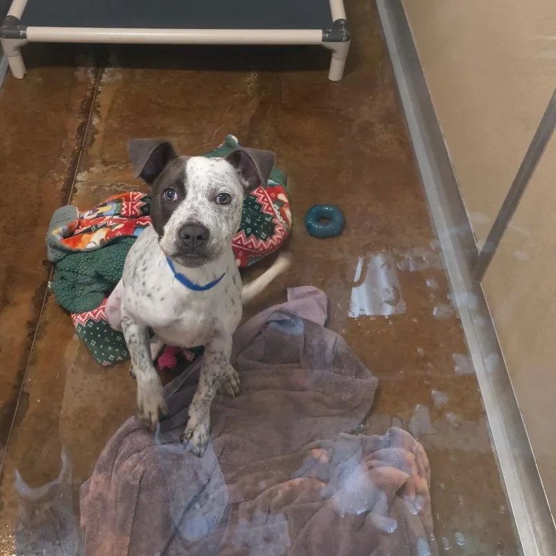A baby medium-sized male White / Cream Pit Bull Terrier dog named Corn Dog for adoption in Albuquerque, NM