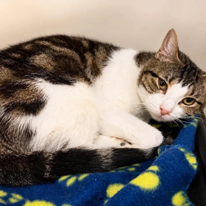 An adult small-sized female White Domestic Short Hair cat named DillyDally for adoption in Wichita, KS