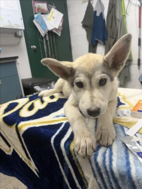 A baby small-sized female Siberian Husky dog named Flora for adoption in Woodland, CA