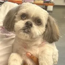 An adult small-sized male Yellow / Tan / Blond / Fawn Mixed Breed dog named Saint for adoption in Dickinson, TX