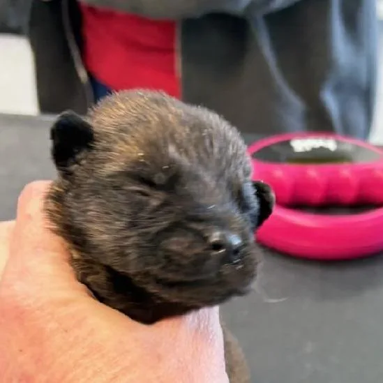 A baby large-sized male Black Belgian Shepherd / Malinois dog named Yogi for adoption in Phoenix, AZ