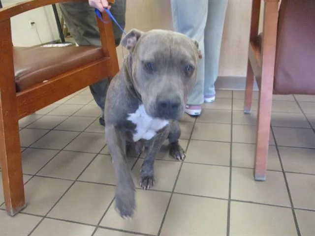 An adult large-sized male Pit Bull Terrier dog named Blueface for adoption in Ocala, FL