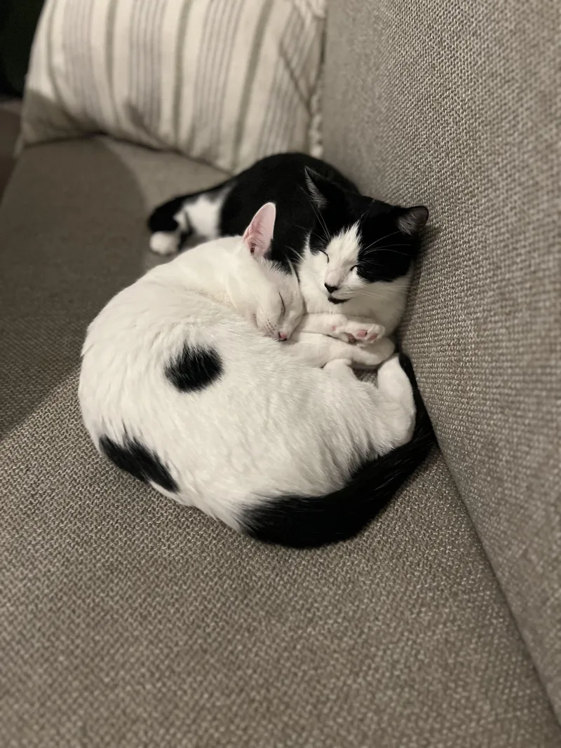 Essieand Enzo thumbnail 3