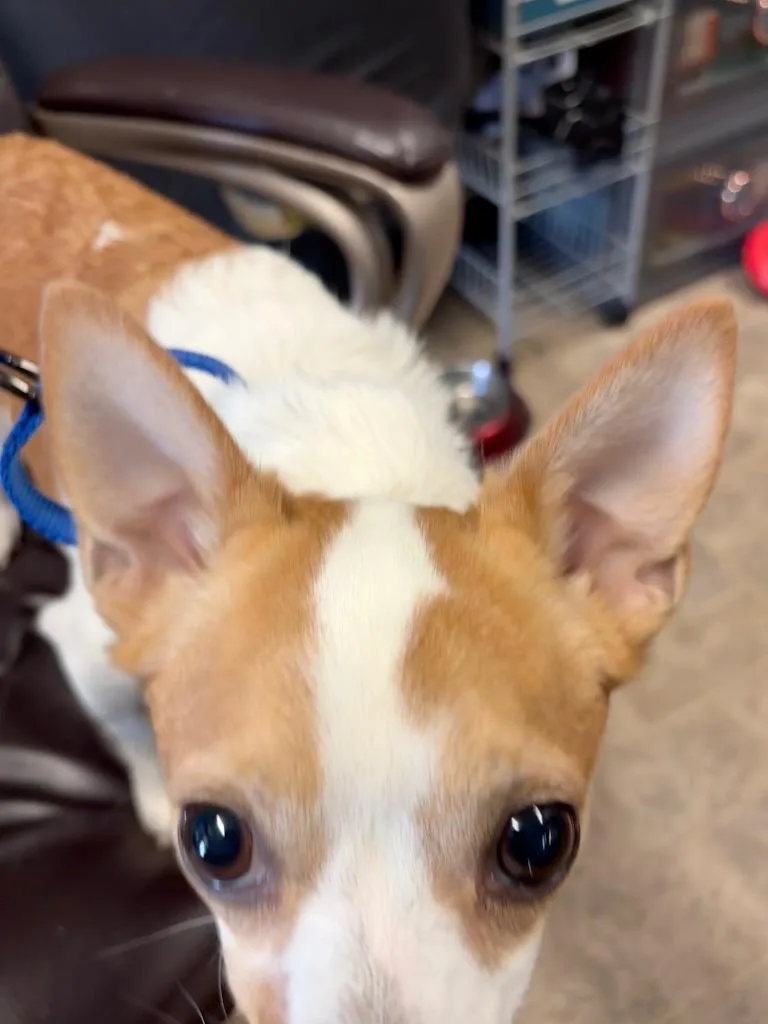 An adult small-sized male Fox Terrier dog named Wombat for adoption in Reno, NV