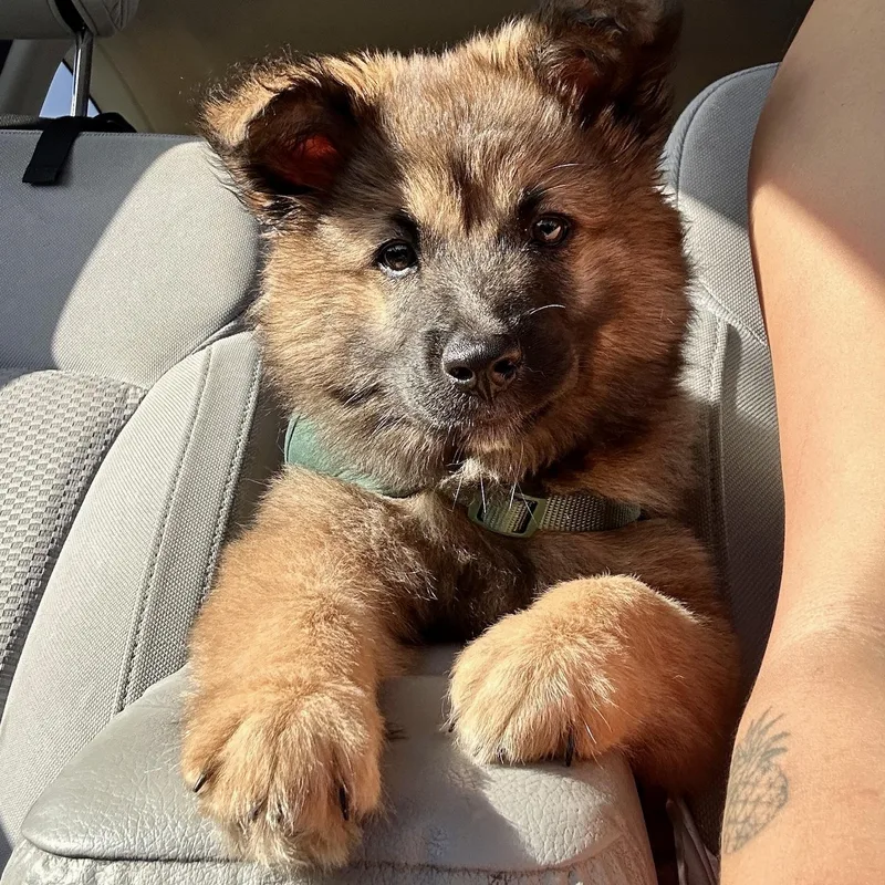 A baby large-sized male Shepherd dog named Meeko for adoption in Newport Beach, CA