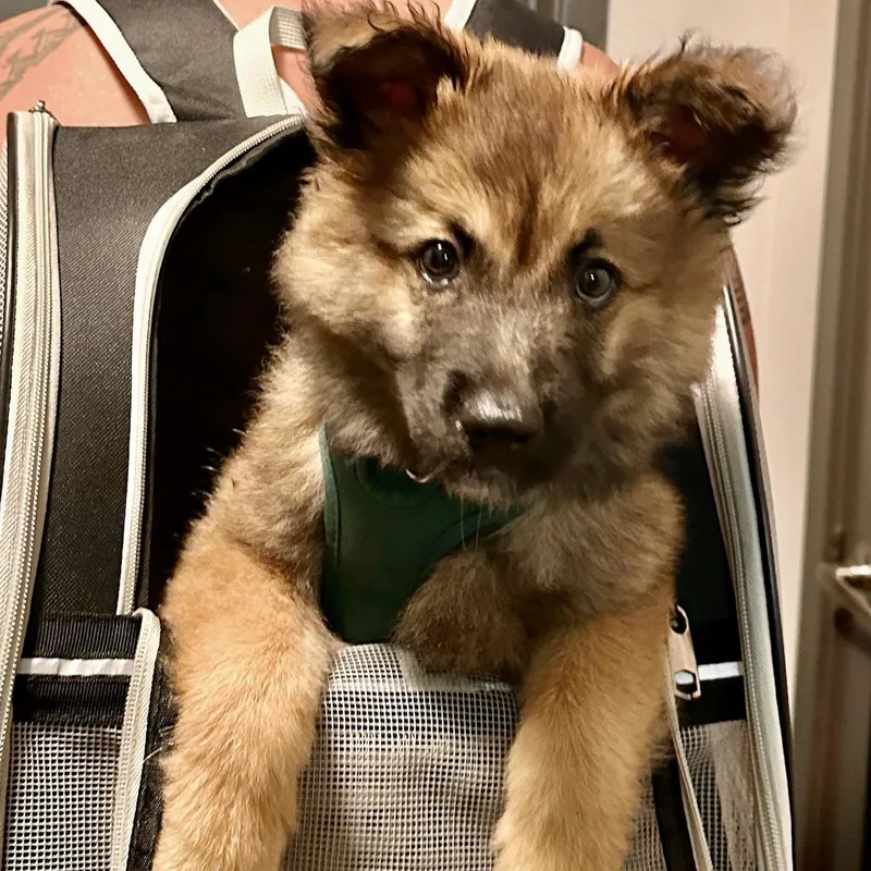 Meeko thumbnail 4