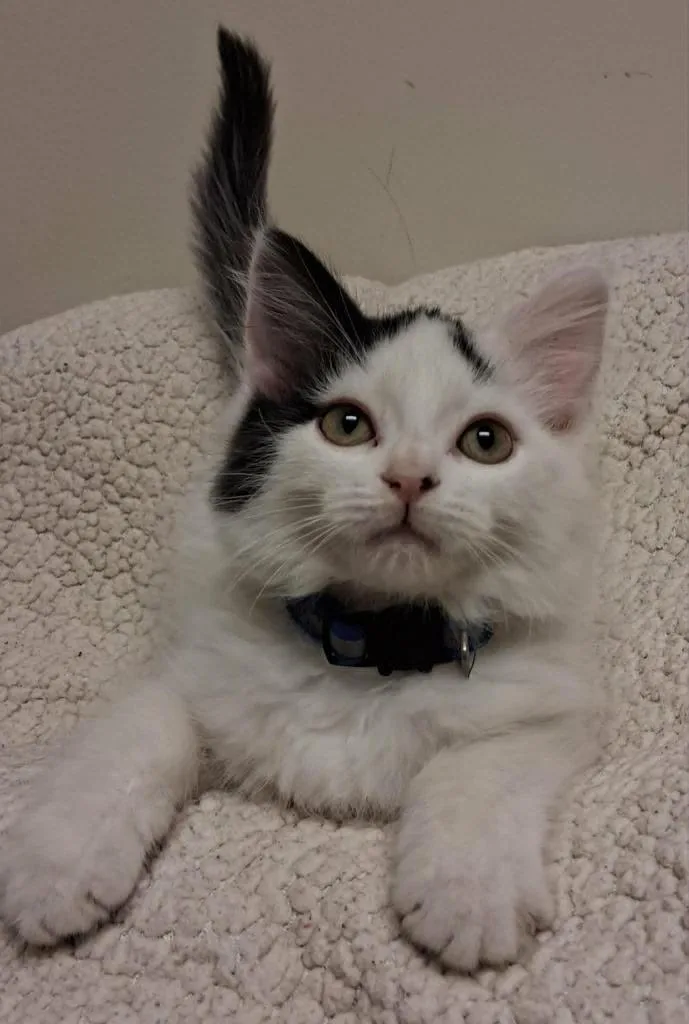 A baby small-sized male Domestic Long Hair cat named Picasso for adoption in Fremont, OH
