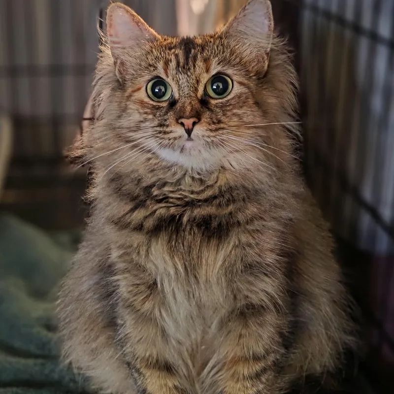 Pita
