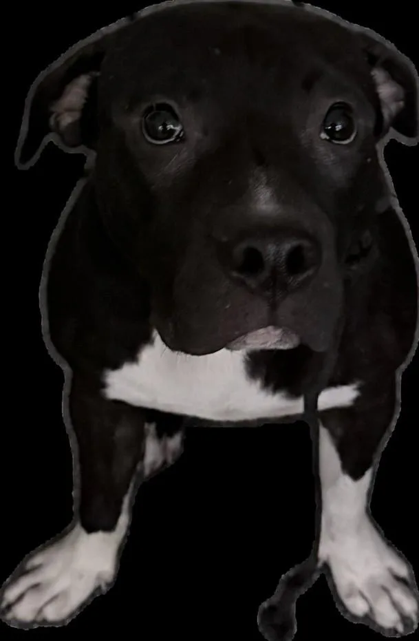 A young large-sized male Pit Bull Terrier dog named Spike Lee for adoption in Los Angeles, CA