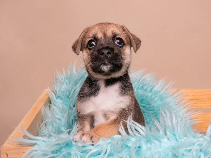 A baby small-sized male Pug dog named Ice Cube for adoption in Palo Alto, CA