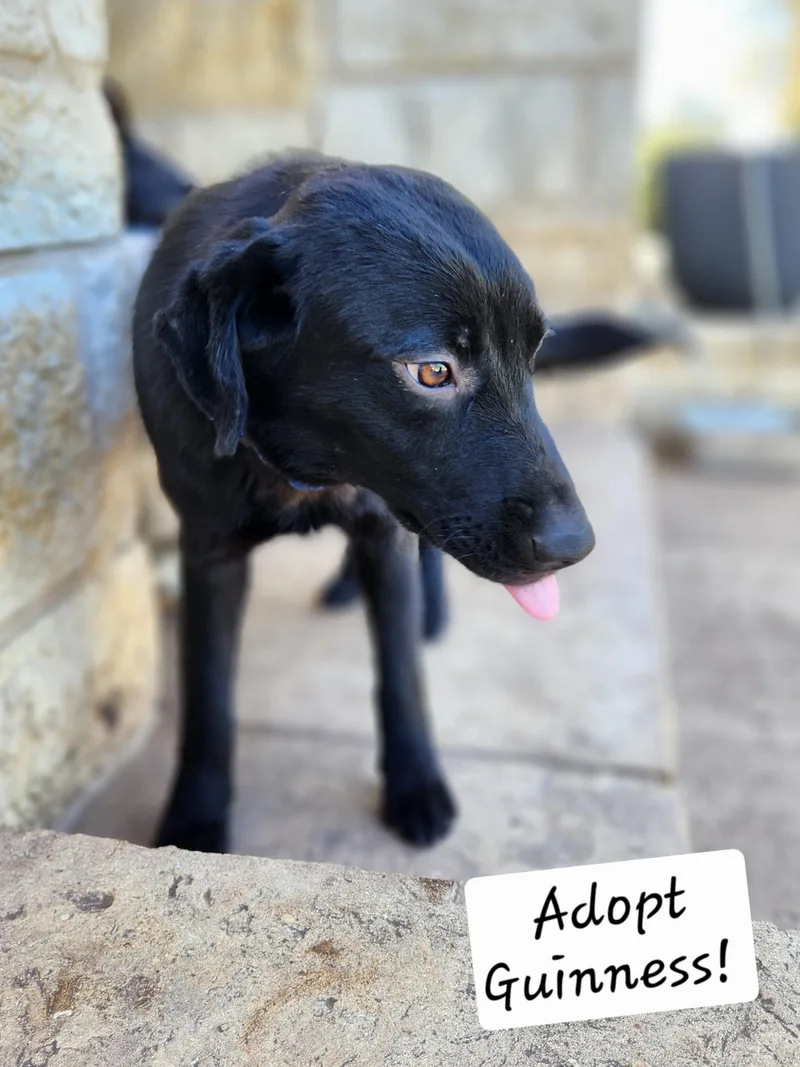 Guinness thumbnail 2