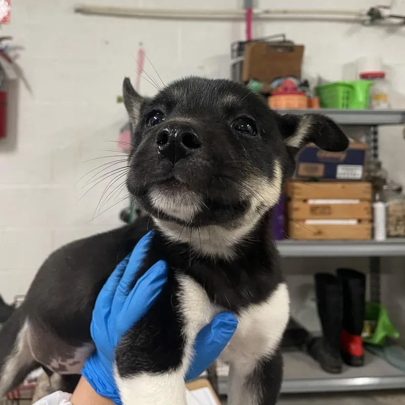 A baby small-sized female Black Shepherd dog named Sandy for adoption in Edinburg, TX
