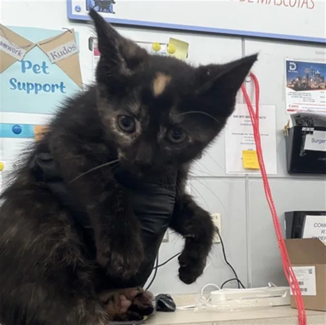 A baby medium-sized female Domestic Short Hair cat named Royal for adoption in Dallas, TX