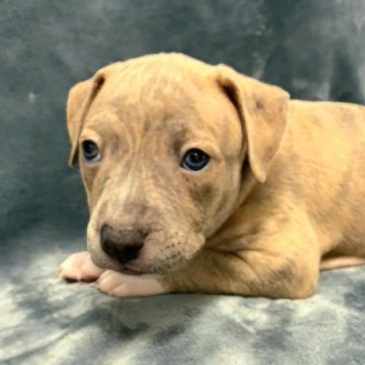 A baby small-sized male Gray / Blue / Silver Hound dog named Miami Puppy  Sunshine for adoption in Fairfax Station, VA
