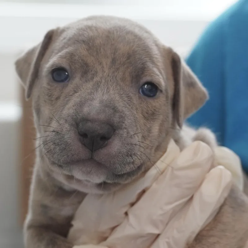 Miami Puppy  Sunshine thumbnail 2