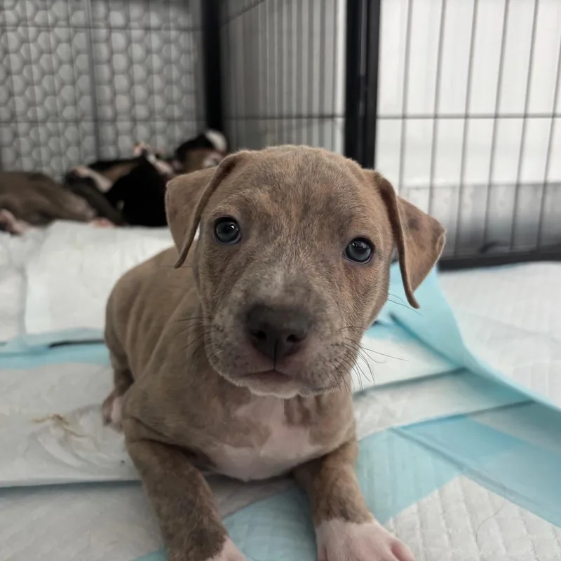 Miami Puppy  Sunshine thumbnail 3